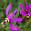 Dodecatheon media Goliath - Abriachan Nurseries, The Garden On Loch Ness